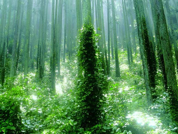 浜松・天竜 どこか懐かしく温かい山懐の田舎体験ワーケーション